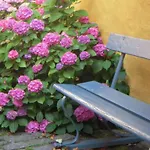 Daire Apple Blossom - 