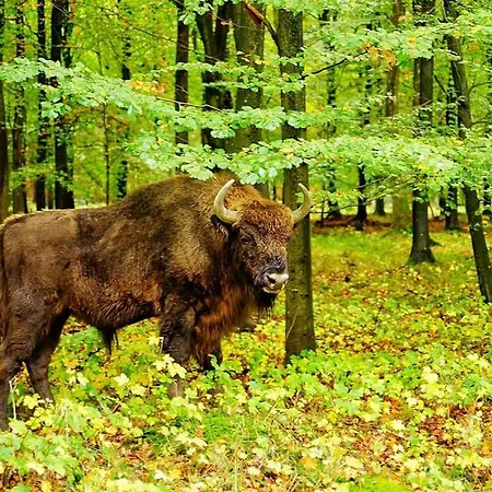 Apple Blossom - Near And *